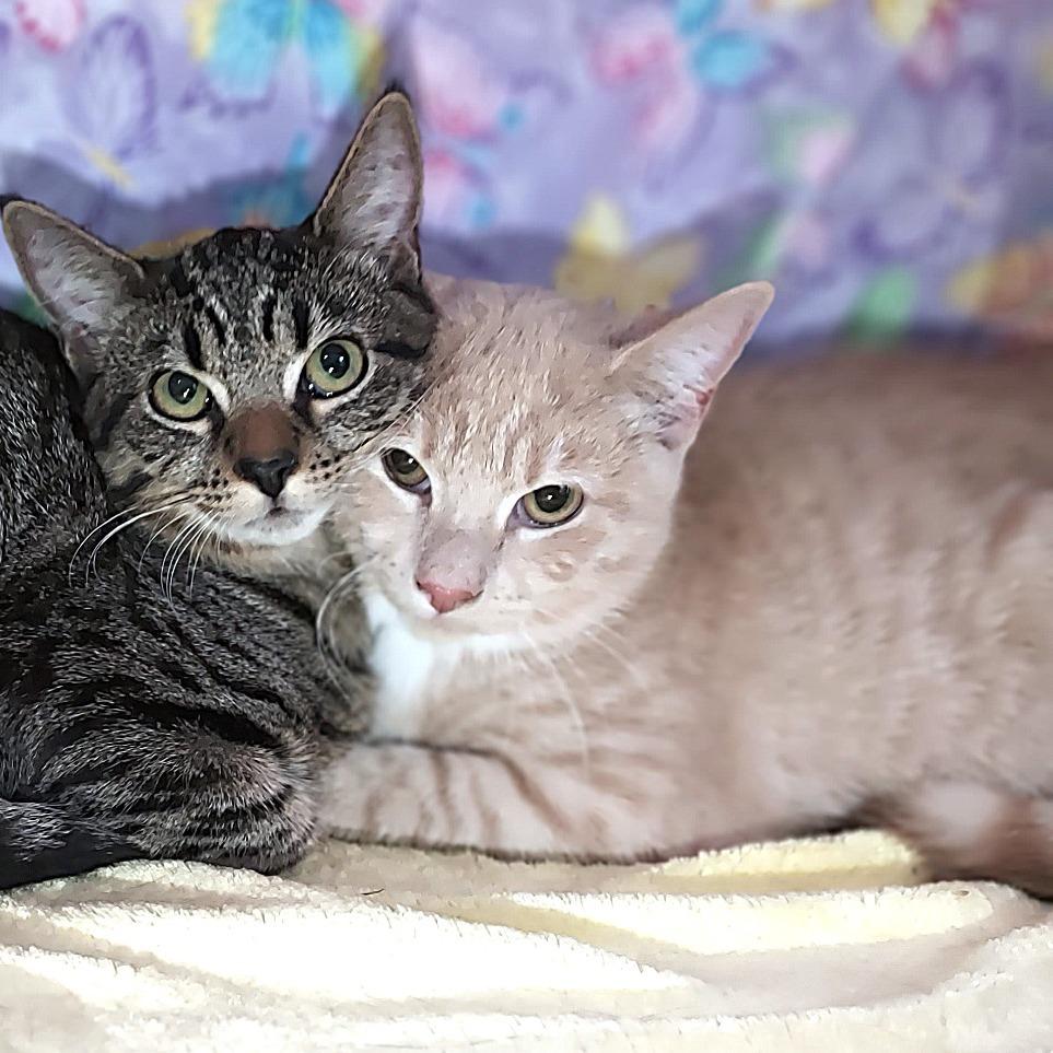 Enlarge Peter Brady, a Adoptable Domestic Short Hair in Durham, NC image 2/4