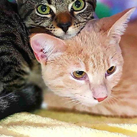 Enlarge Peter Brady, a Adoptable Domestic Short Hair in Durham, NC image 3/4