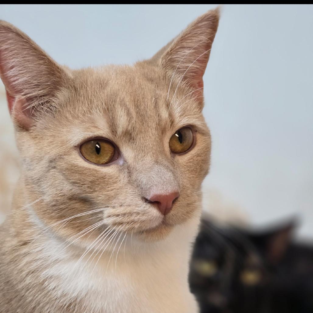 Enlarge Peter Brady, a Adoptable Domestic Short Hair in Durham, NC image 4/4