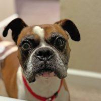 Enlarge Ziggy, a ADOPTABLE Boxer in Davis, CA image 1/3