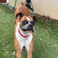 Enlarge Ziggy, a ADOPTABLE Boxer in Davis, CA image 2/3