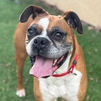 Enlarge Ziggy, a ADOPTABLE Boxer in Davis, CA image 3/3