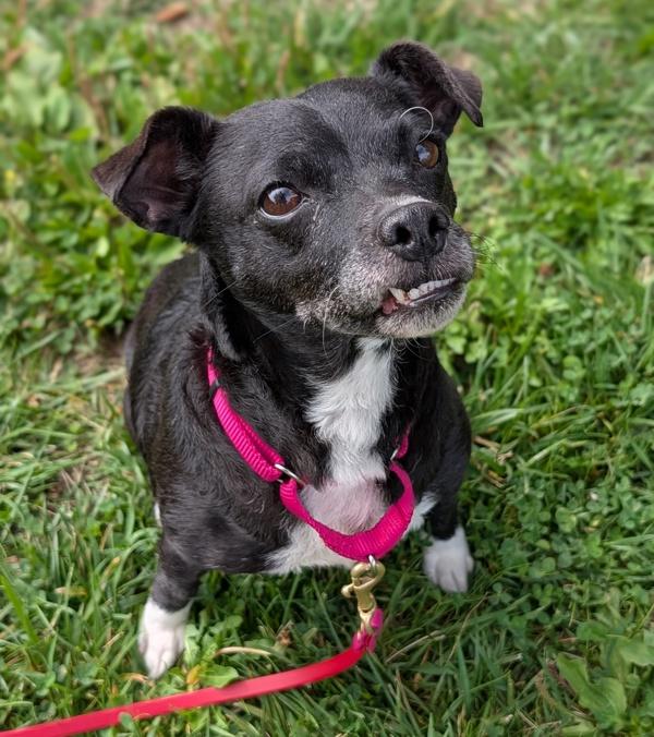 Trousers, Adoptable, Senior Female Chihuahua.