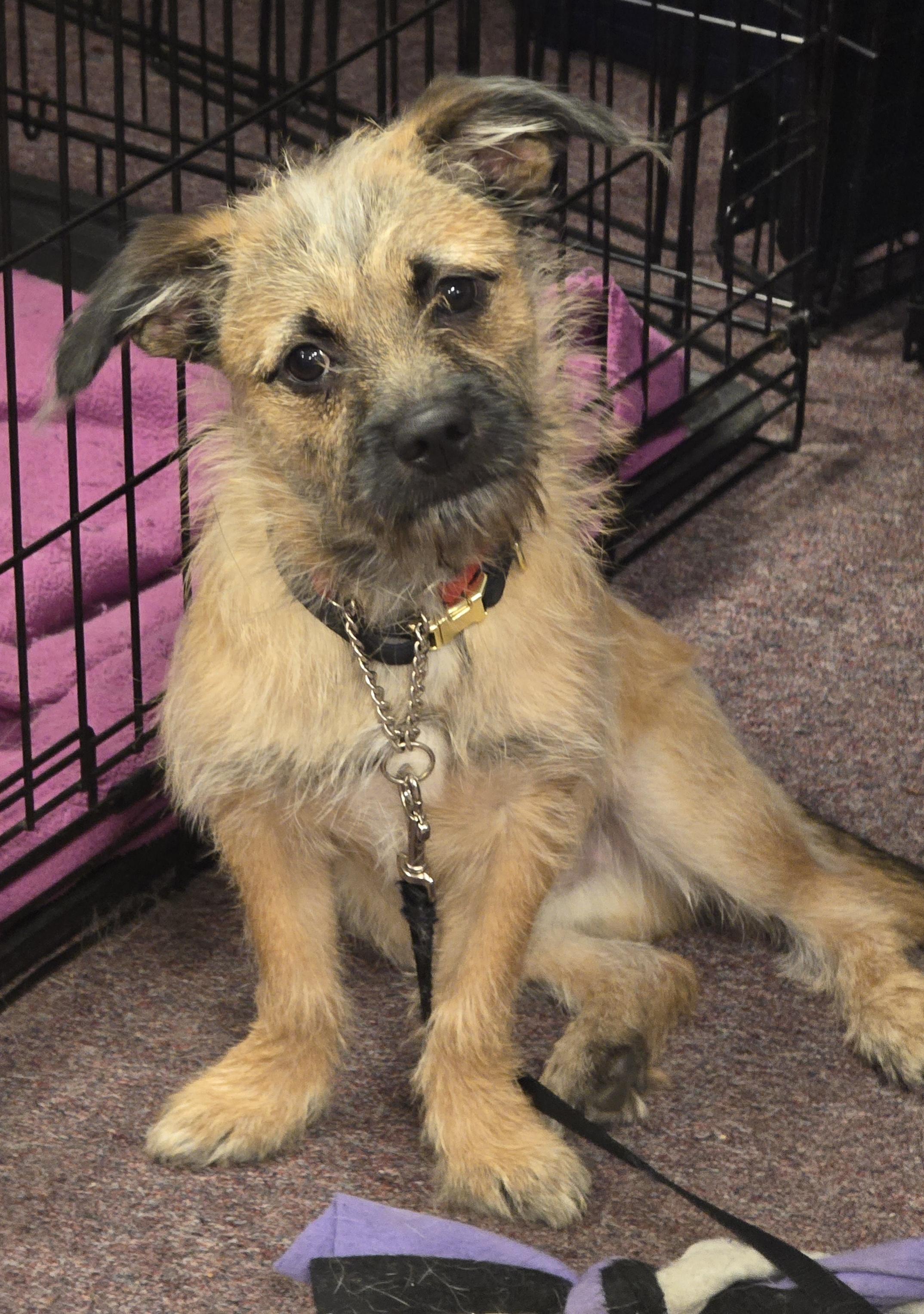 Milo, ADOPTABLE, Young Male Chorkie.
