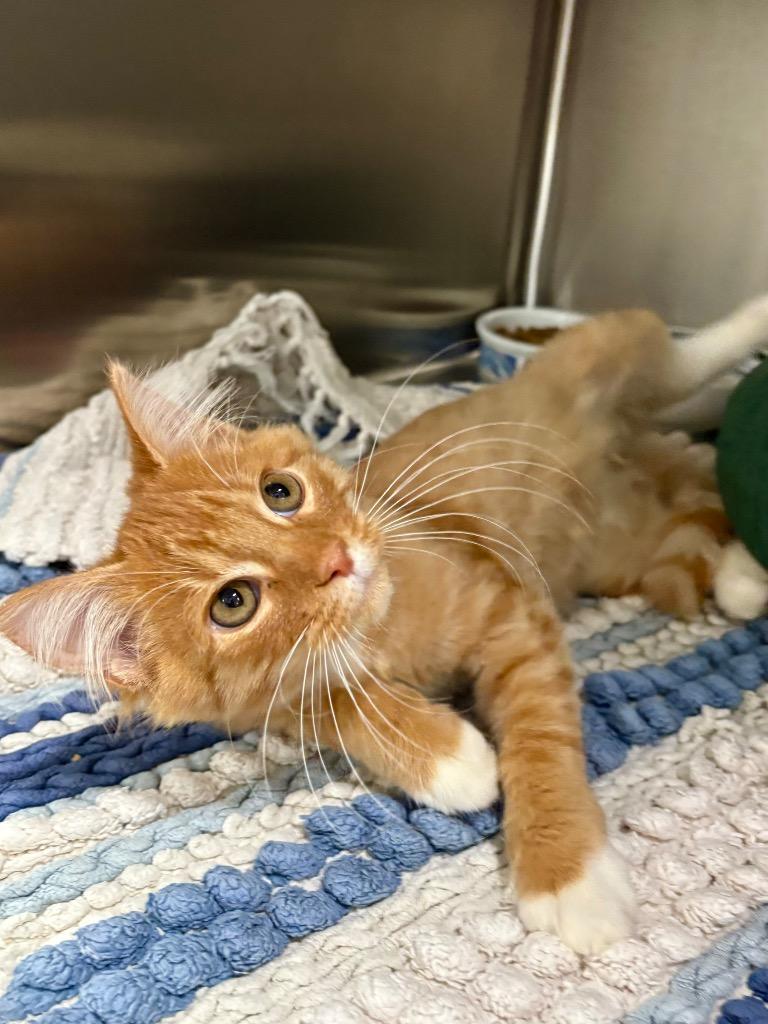 Enlarge Cheeto Puff, a Adopted mixed breed in Fort Lauderdale, FL image 1/3