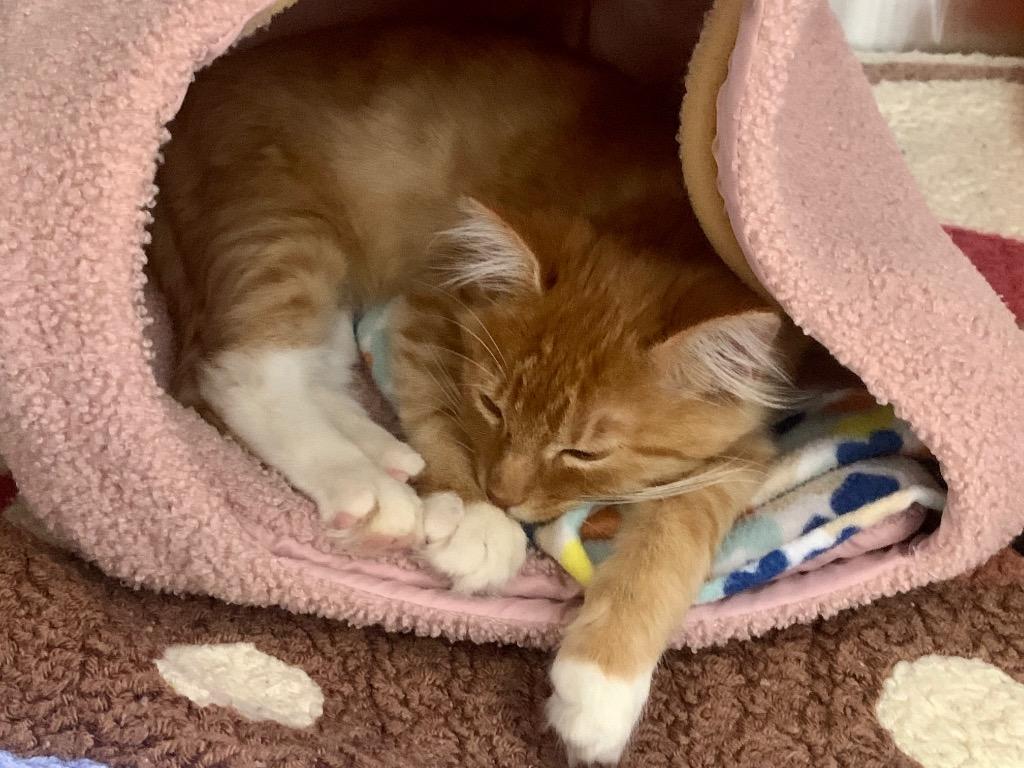 Enlarge Cheeto Puff, a Adopted mixed breed in Fort Lauderdale, FL image 2/3