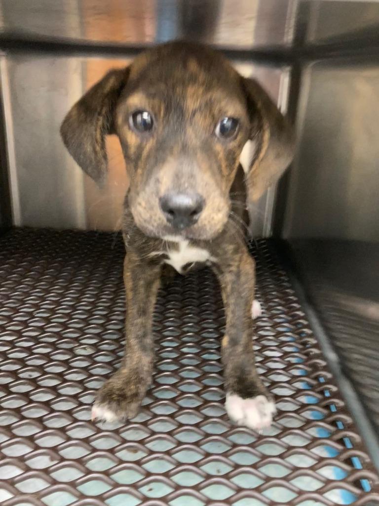 Biscuit, Adoptable, Puppy Male Beagle & German Shorthaired Pointer.