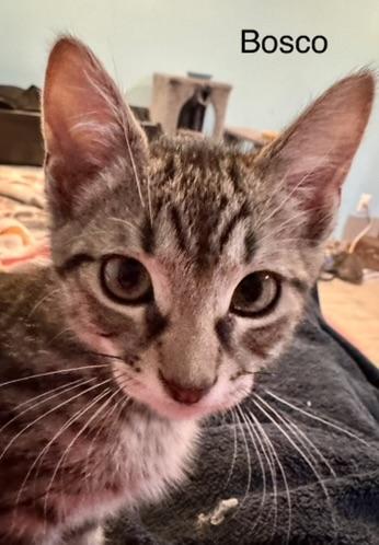 Bosco, an adopted Domestic Short Hair in Kenosha, WI image 1/4