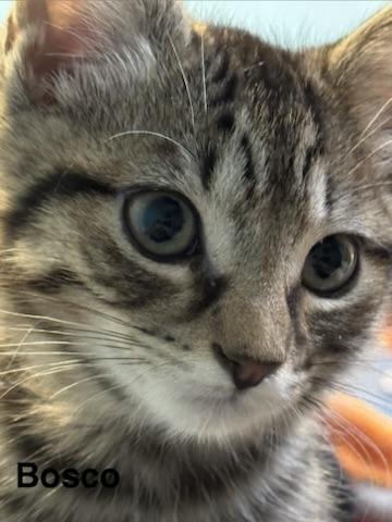 Bosco, an adopted Domestic Short Hair in Kenosha, WI image 3/4