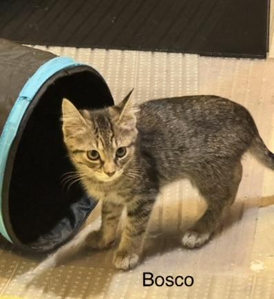 Bosco, an adopted Domestic Short Hair in Kenosha, WI image 2/4