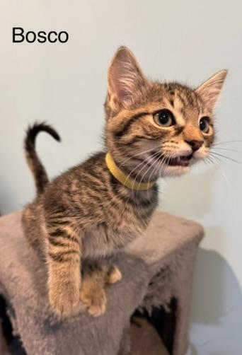 Bosco, an adopted Domestic Short Hair in Kenosha, WI image 4/4