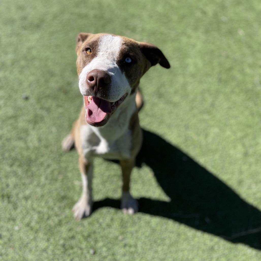 Peanut, Adoptable, Adult Male Mixed Breed.