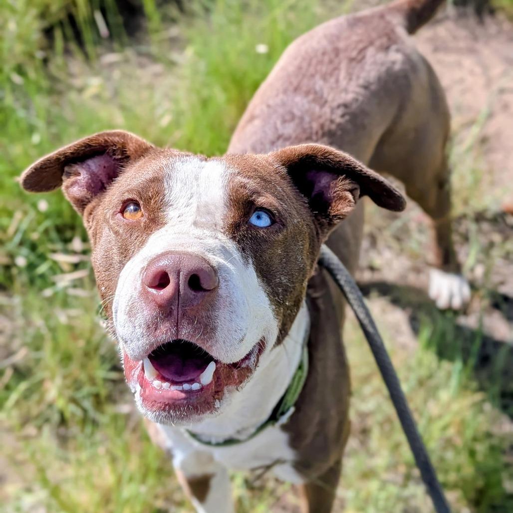 Enlarge Peanut, a Adoptable Mixed Breed in Flagstaff, AZ image 2/6