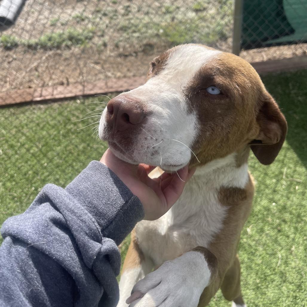 Enlarge Peanut, a Adoptable Mixed Breed in Flagstaff, AZ image 3/6