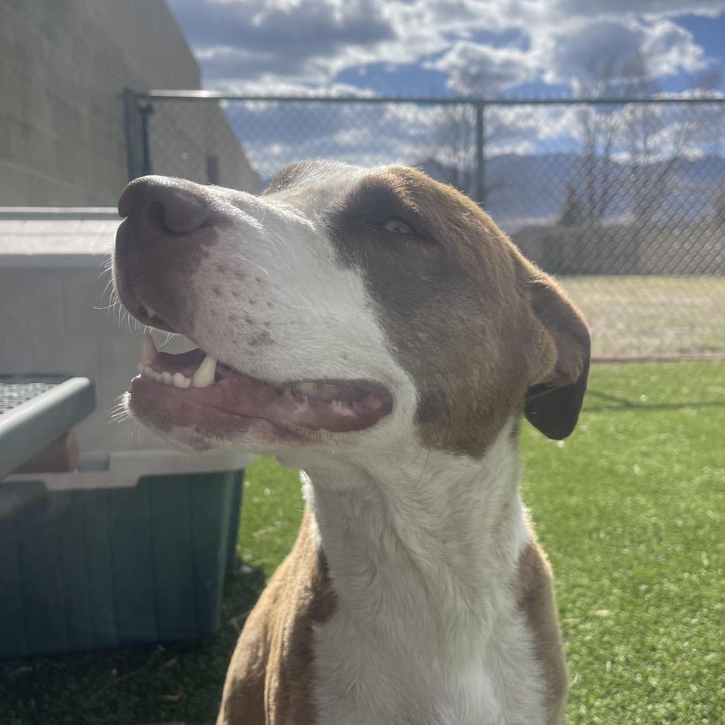 Enlarge Peanut, a Adoptable Mixed Breed in Flagstaff, AZ image 4/6