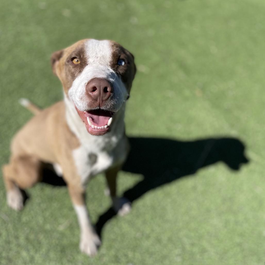 Enlarge Peanut, a Adoptable Mixed Breed in Flagstaff, AZ image 5/6