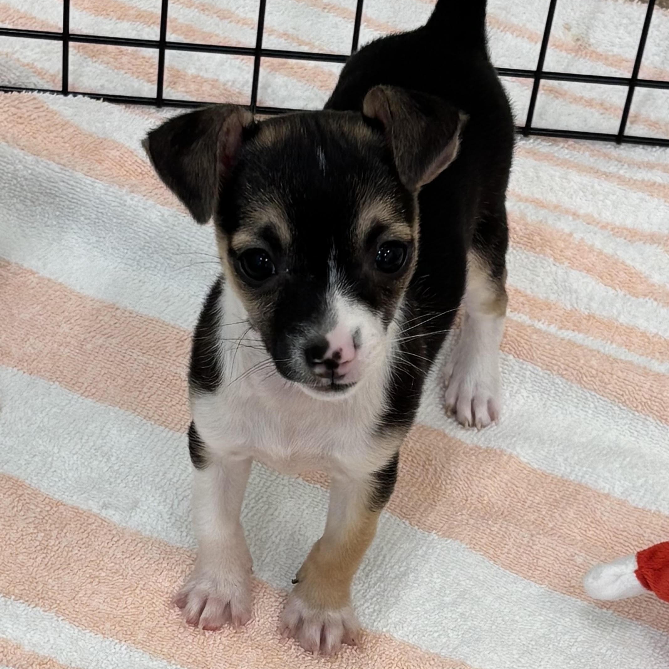 Maggie 3859, adopted, Puppy Female Chihuahua.