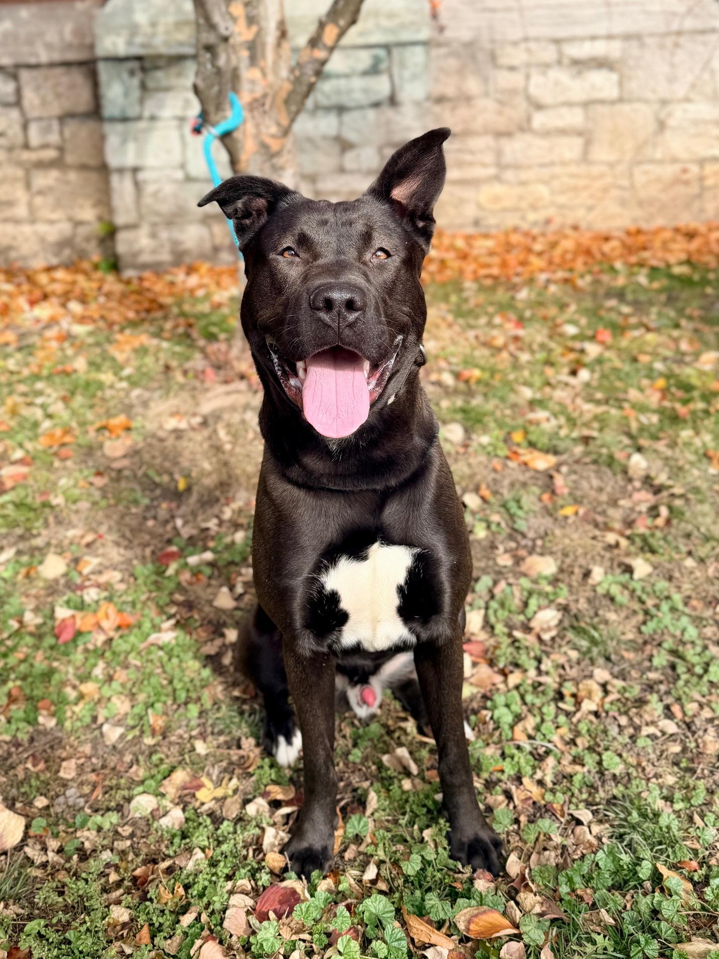 Hubert, a Adoptable mixed breed in Buffalo, NY image 2/6