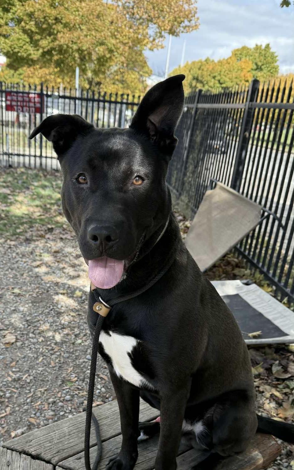 Hubert, a Adoptable mixed breed in Buffalo, NY image 4/6