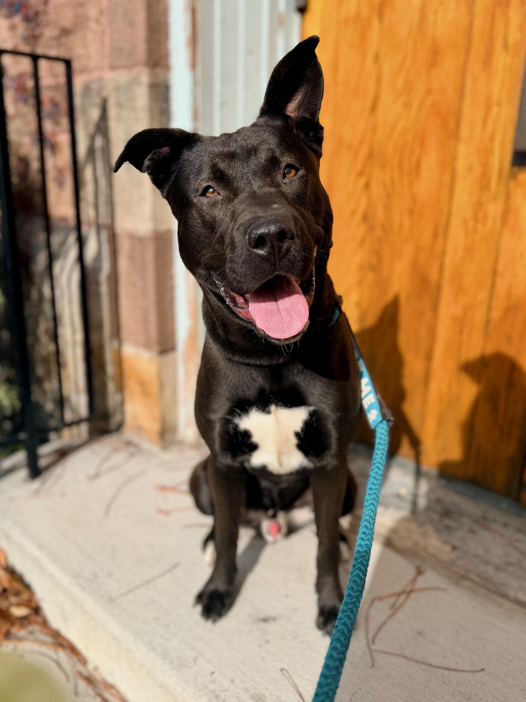 Hubert, a Adoptable mixed breed in Buffalo, NY image 6/6