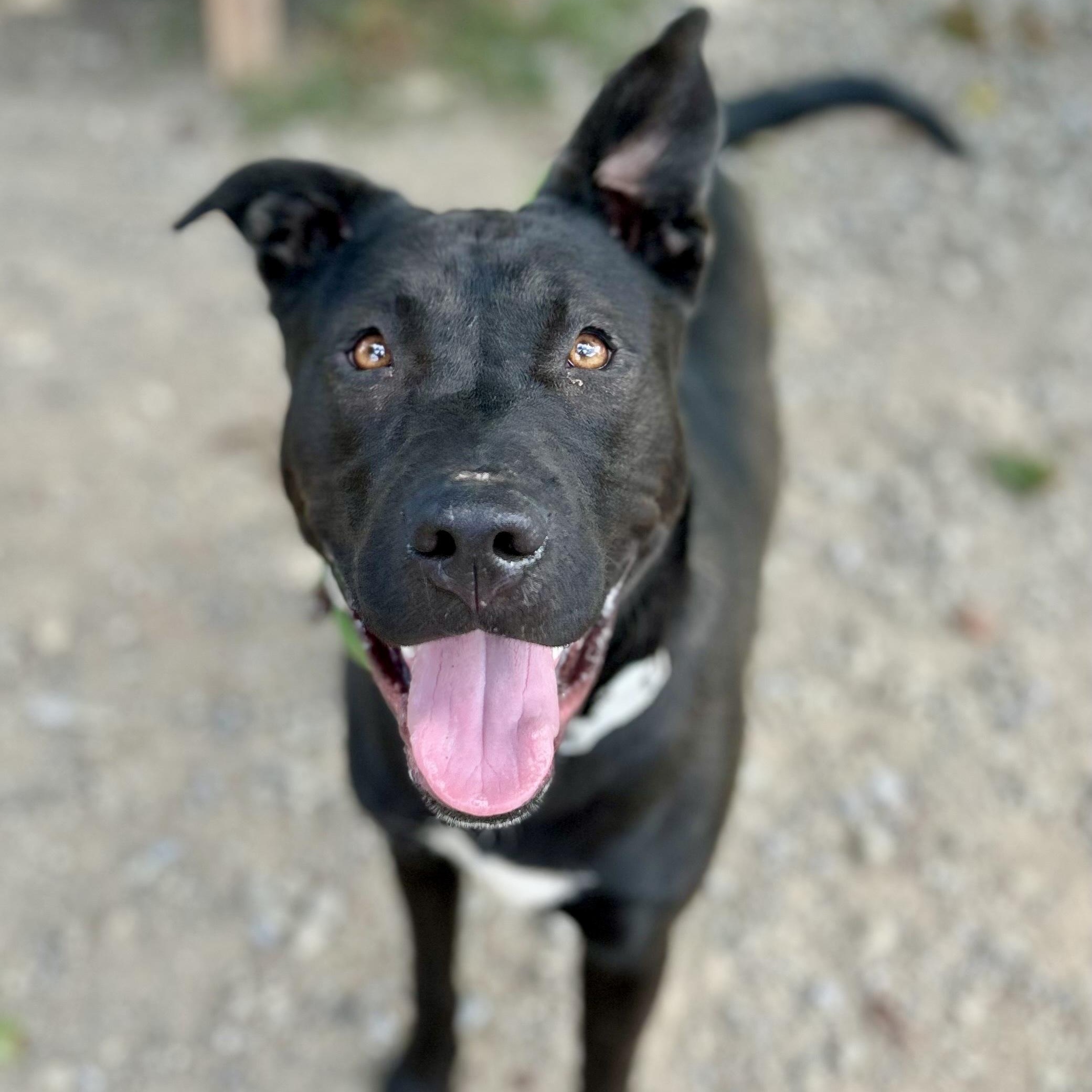 Hubert, a Adoptable mixed breed in Buffalo, NY image 5/6