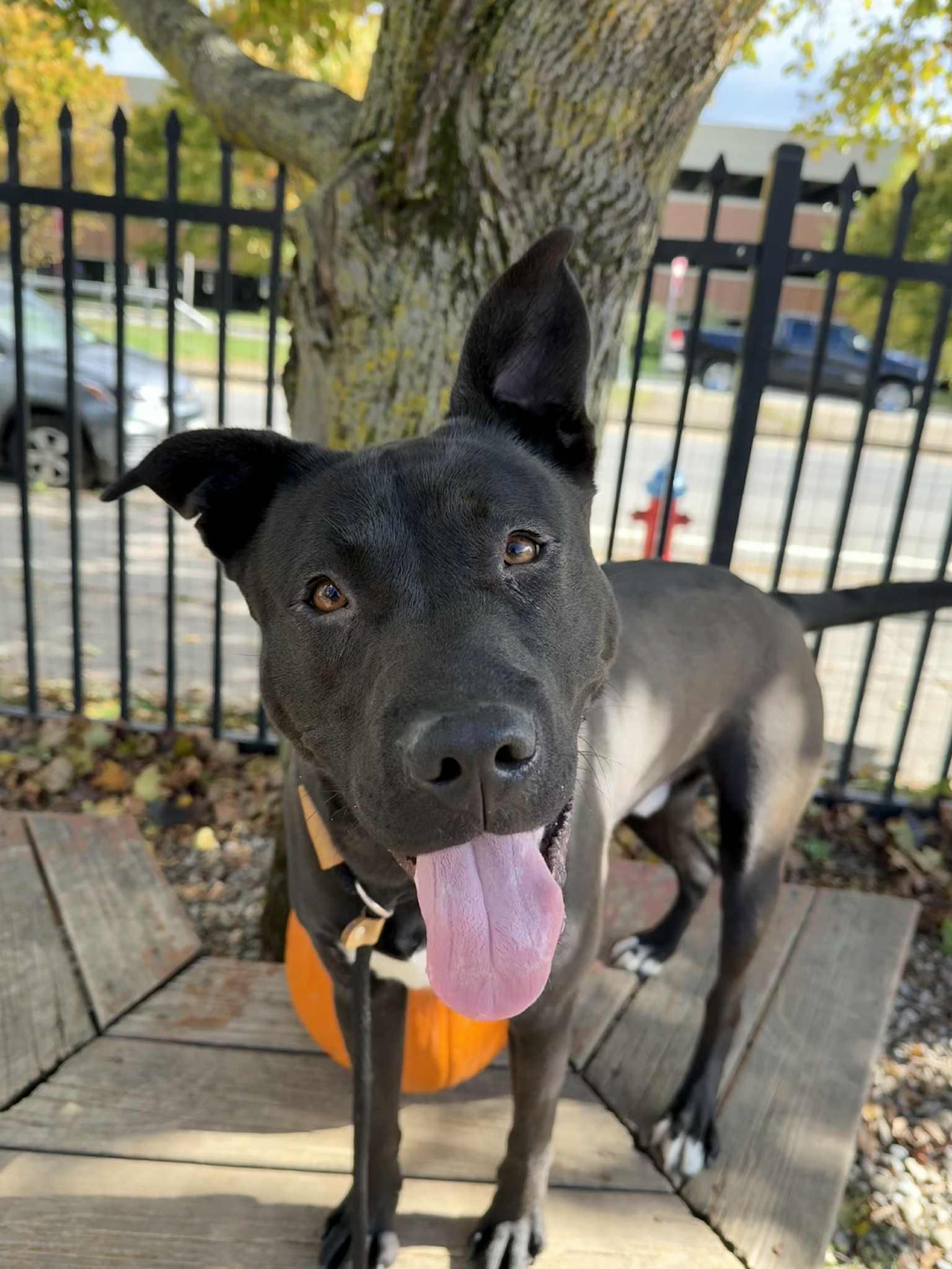 Hubert, a Adoptable mixed breed in Buffalo, NY image 3/6