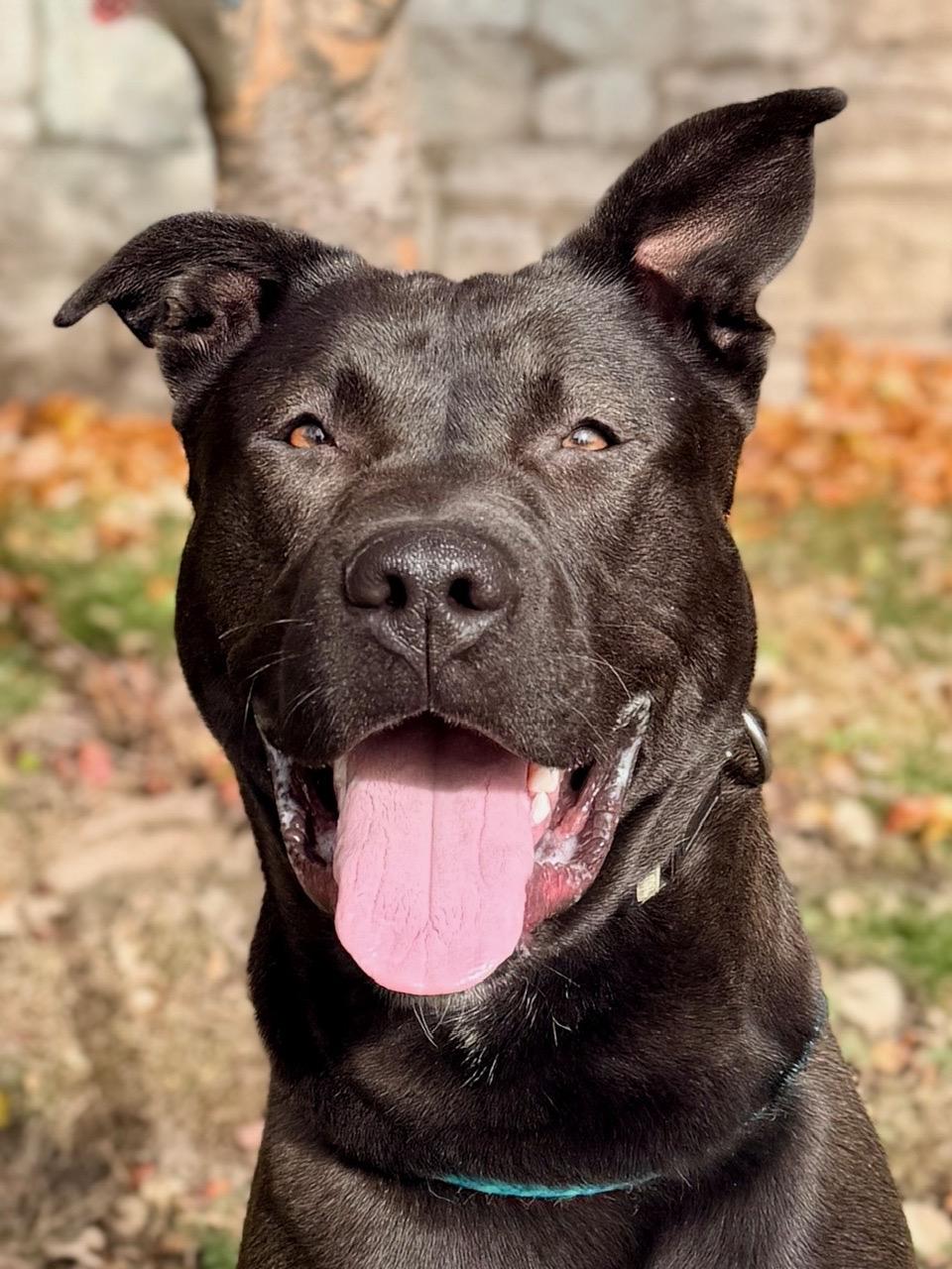 Hubert, Adoptable, Young Male Mixed Breed.