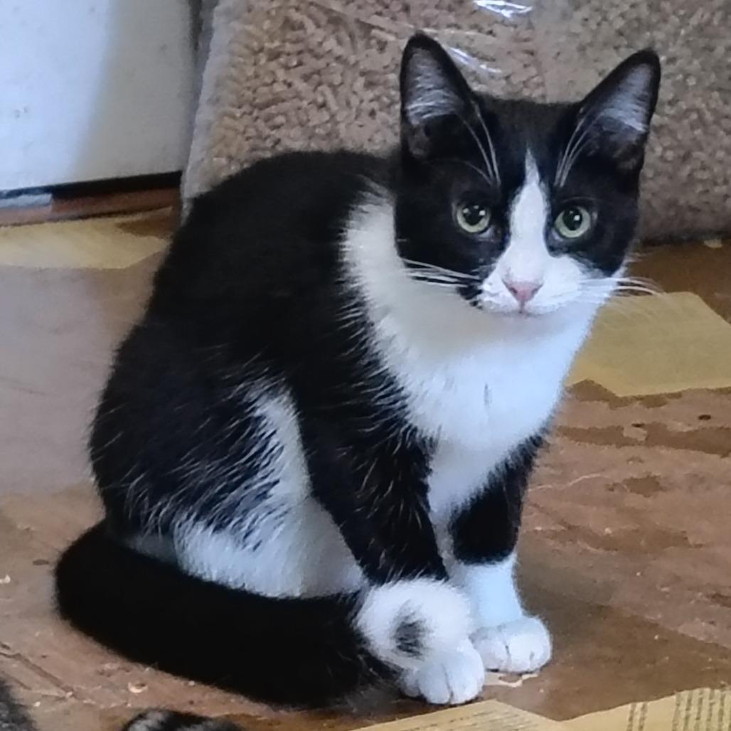 Enlarge Ash, a Adoptable Domestic Short Hair in Wilmington, NC image 1/6