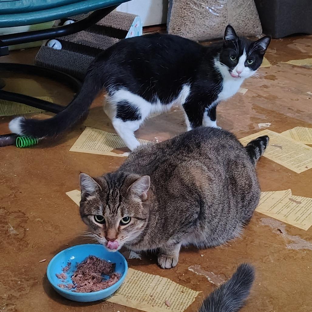 Enlarge Ash, a Adoptable Domestic Short Hair in Wilmington, NC image 6/6