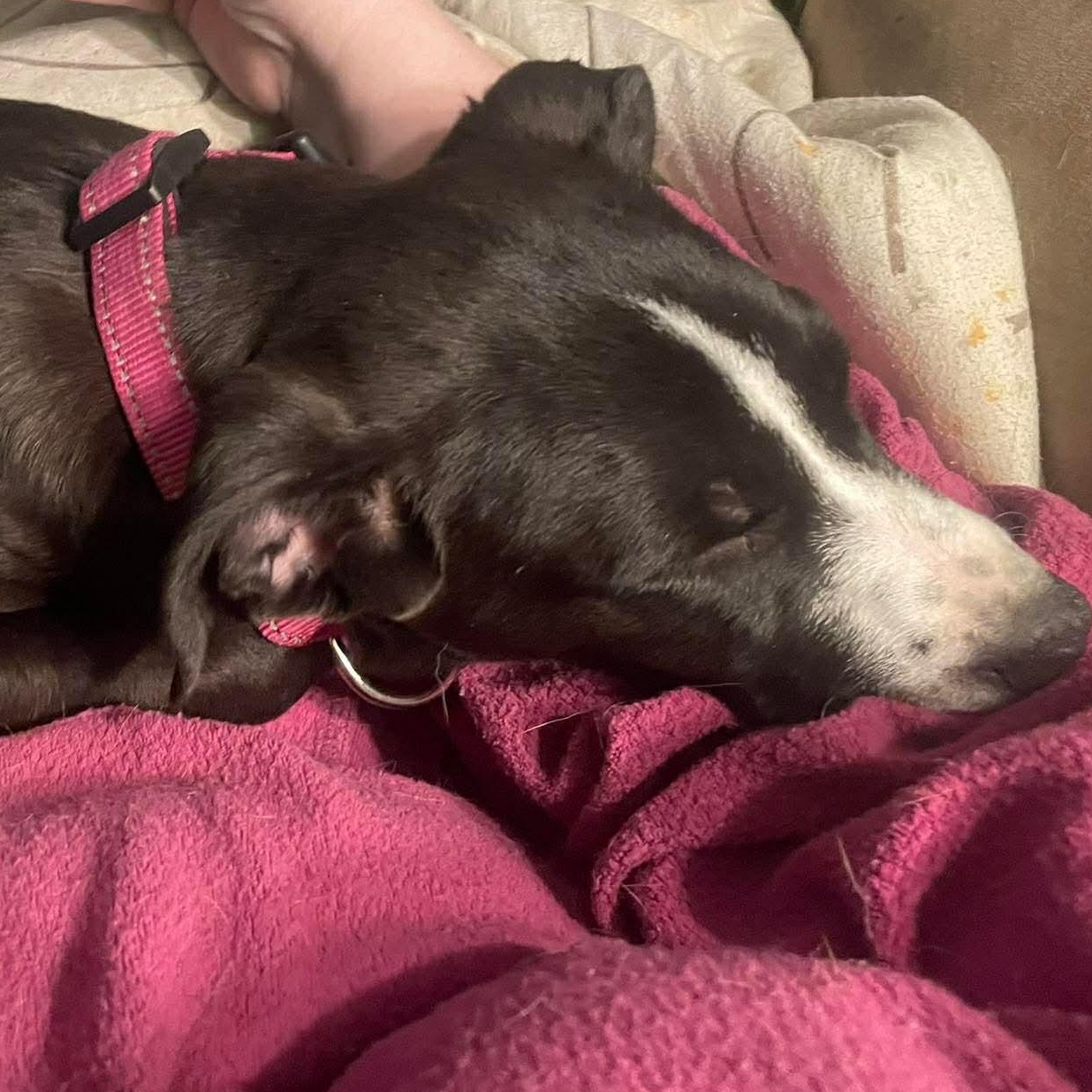 Enlarge Boudicca, a ADOPTABLE mixed breed in Rochester, NY image 4/6