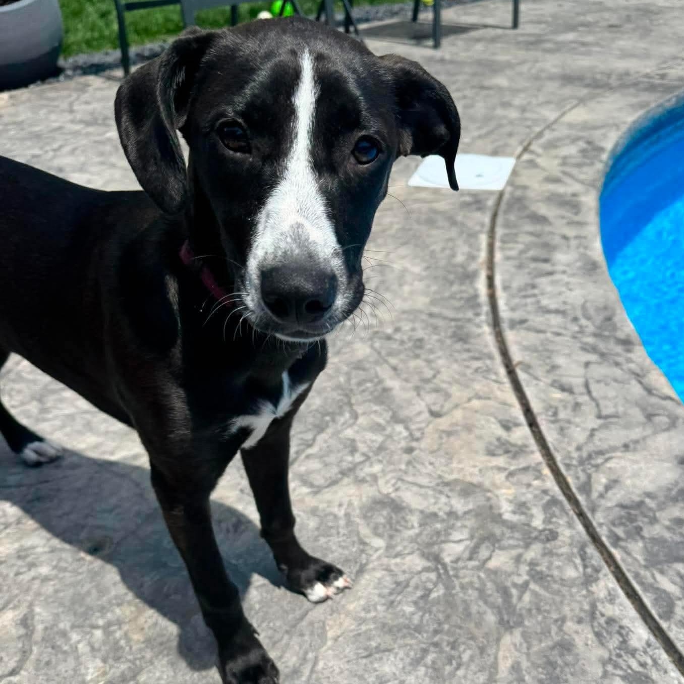 Boo, a ADOPTABLE mixed breed in Rochester, NY image 5/6