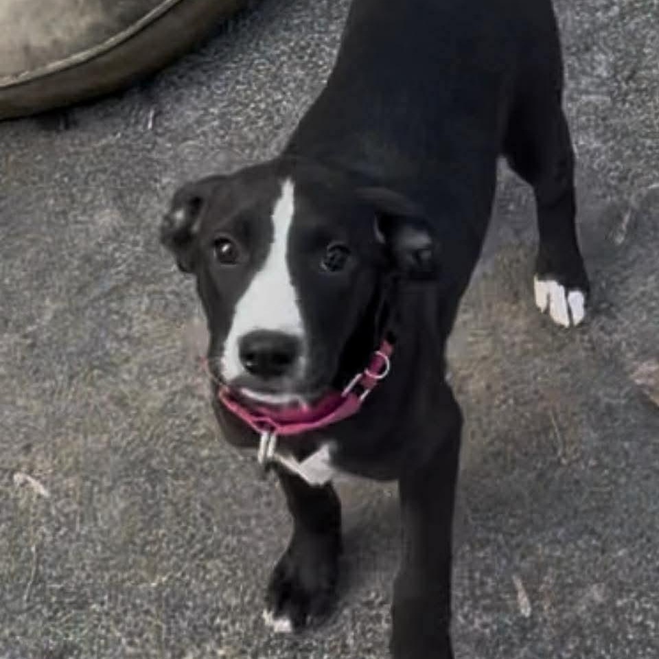 Enlarge Boudicca, a ADOPTABLE mixed breed in Rochester, NY image 3/6