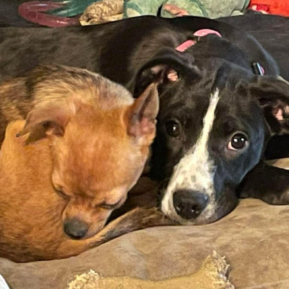 Enlarge Boudicca, a ADOPTABLE mixed breed in Rochester, NY image 2/6