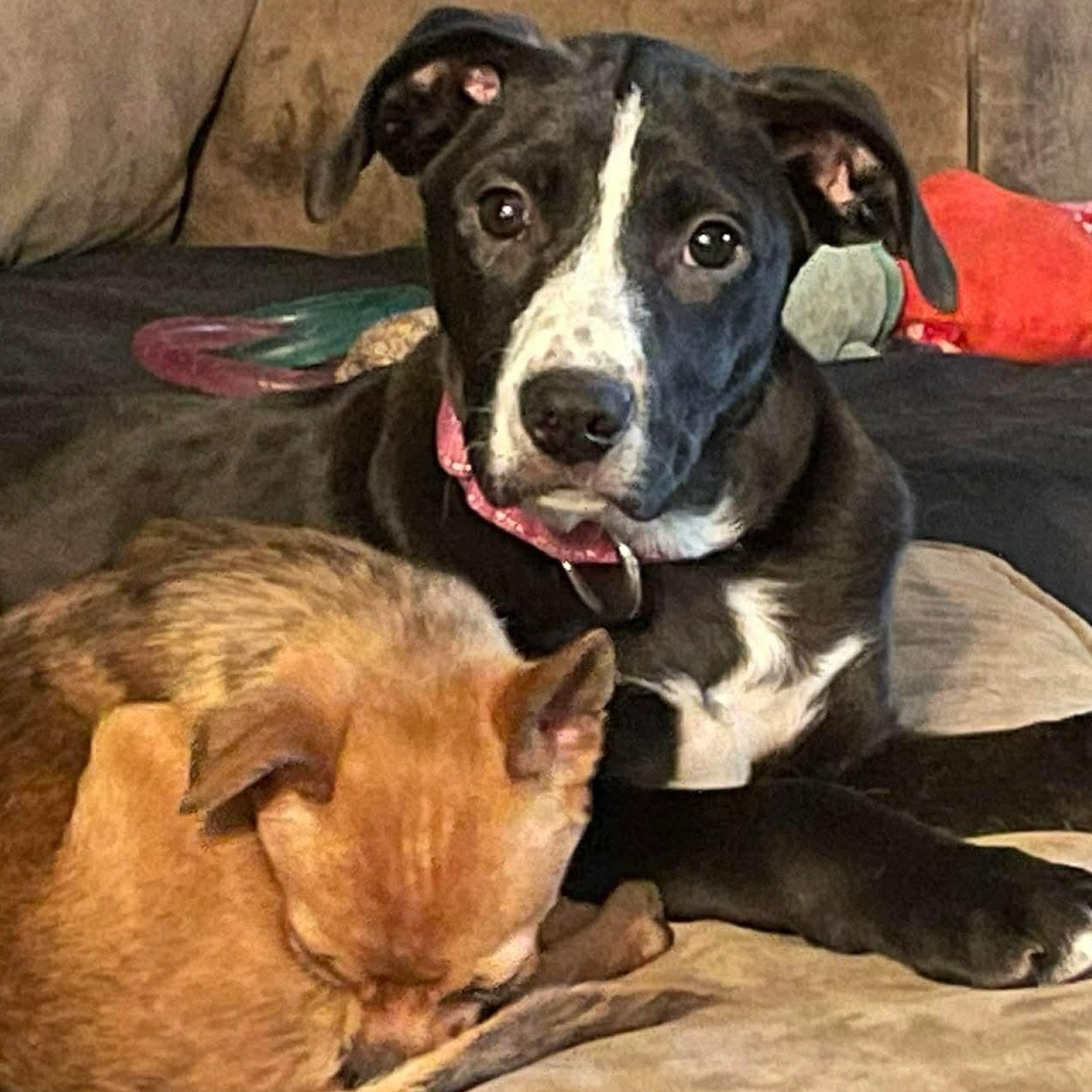 Enlarge Boudicca, a ADOPTABLE mixed breed in Rochester, NY image 5/6