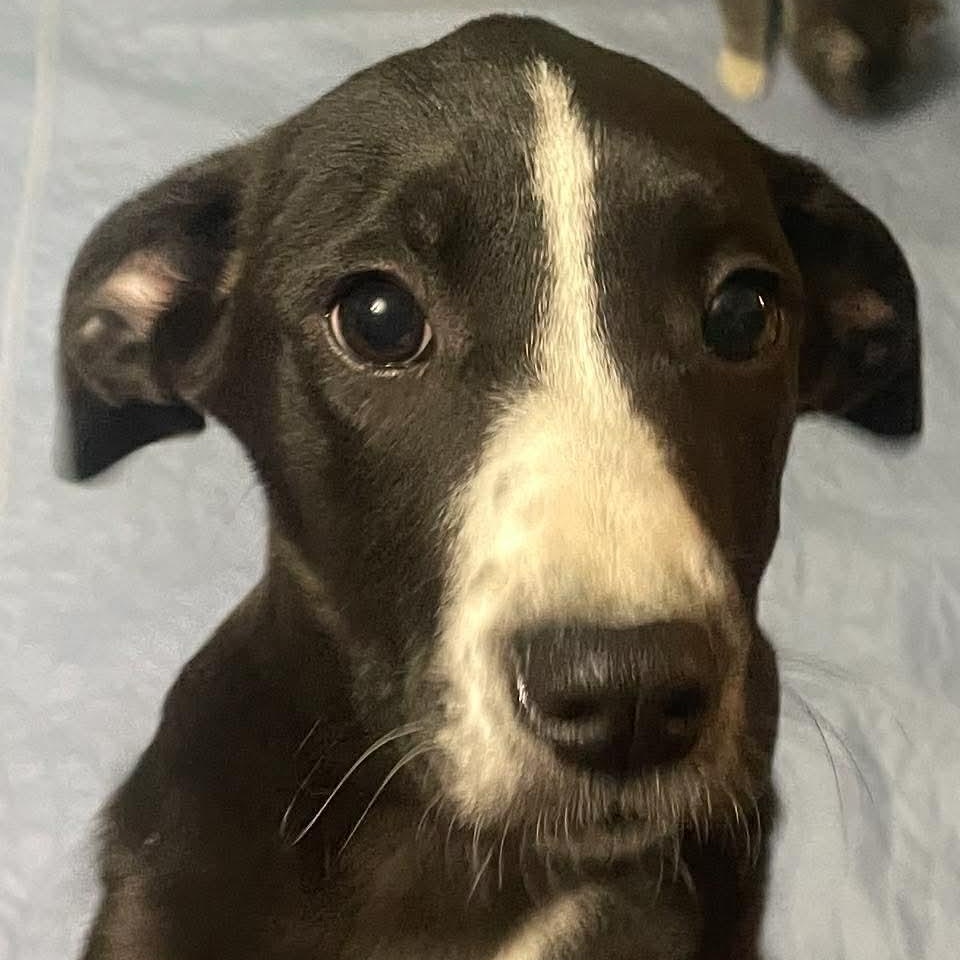 Boudicca, ADOPTABLE, Puppy Female Labrador Retriever & Hound.