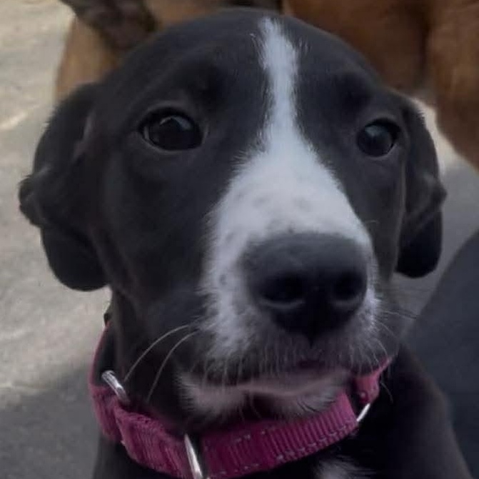 Enlarge Boudicca, a ADOPTABLE mixed breed in Rochester, NY image 6/6