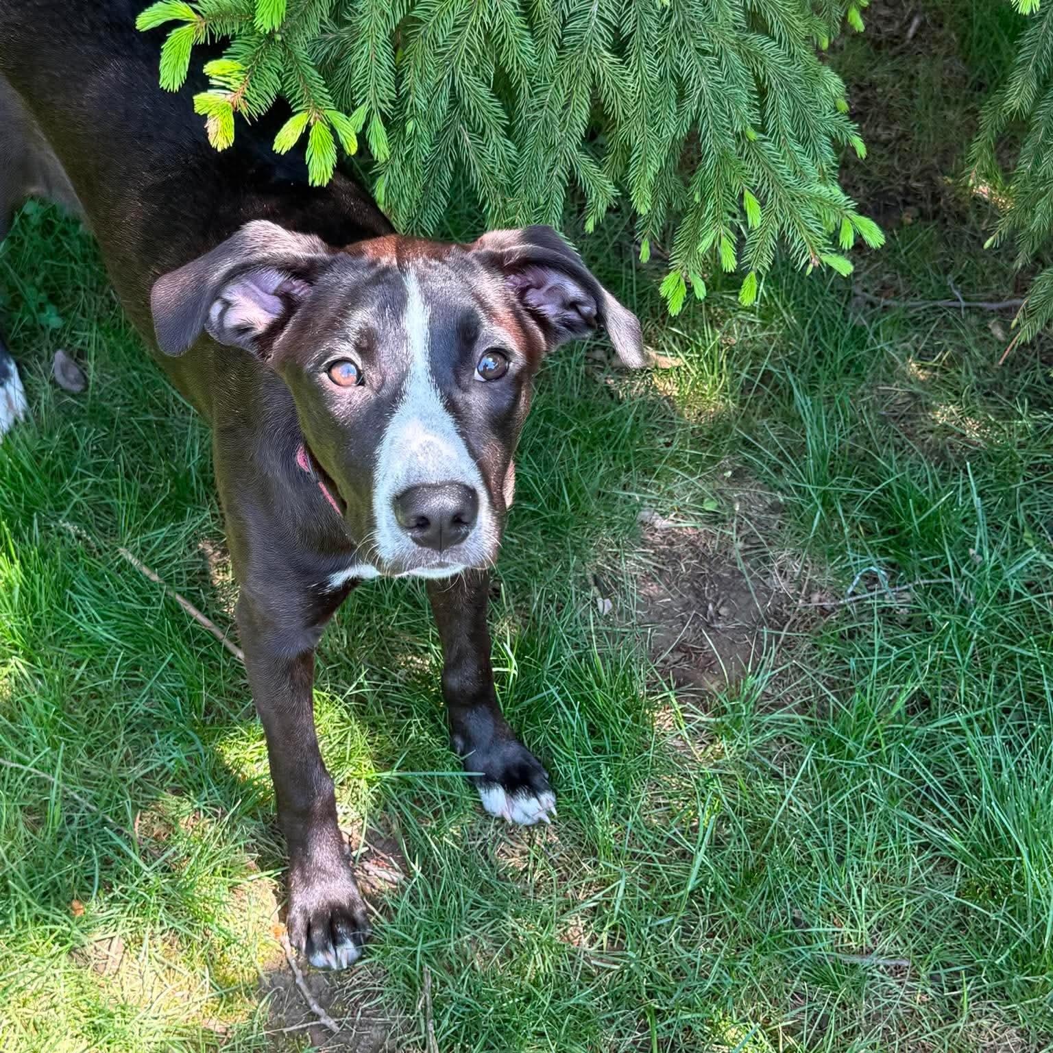 Boo, a ADOPTABLE mixed breed in Rochester, NY image 6/6