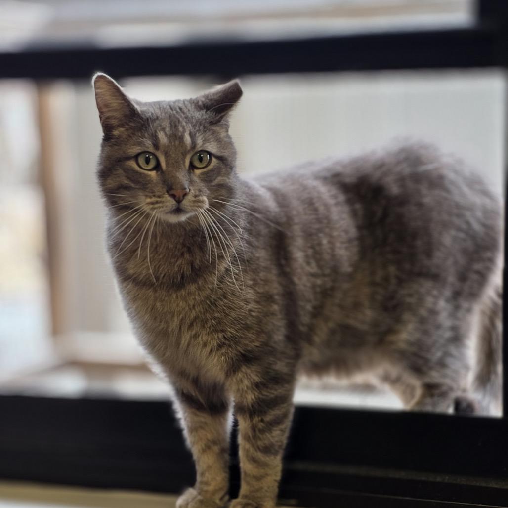 Enlarge The Hulk, a Adoptable Domestic Short Hair in Hinsdale, IL image 1/3