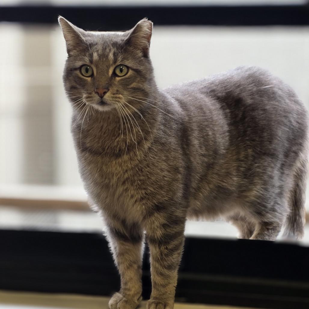 Enlarge The Hulk, a Adoptable Domestic Short Hair in Hinsdale, IL image 2/3