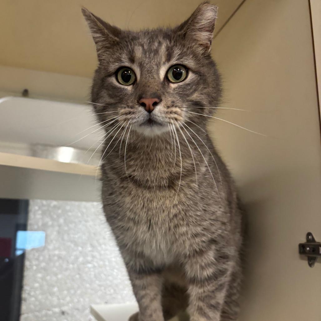 Enlarge The Hulk, a Adoptable Domestic Short Hair in Hinsdale, IL image 3/3