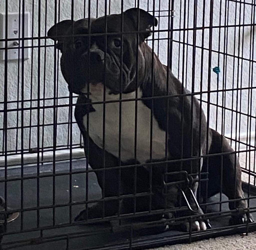 Maso, Adoptable, Adult Male American Bully.