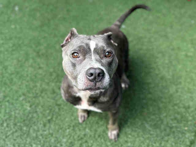 HEIDI, Adoptable, Adult Female Pit Bull Terrier.