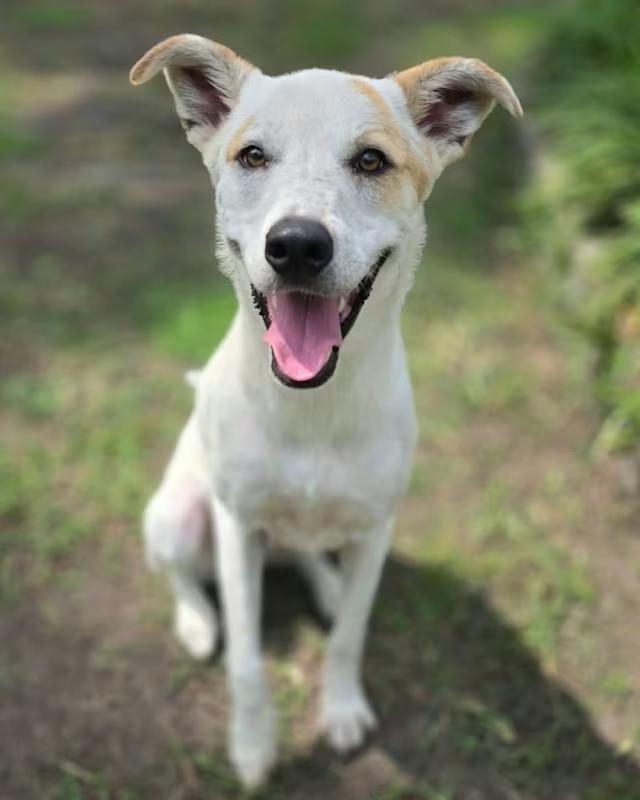 Kendo, Adoptable, Adult Male Mixed Breed.