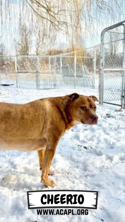 Cheerio — thumbnail 2