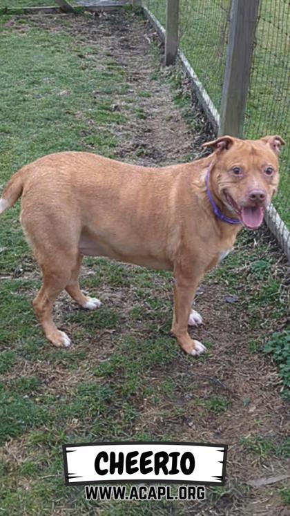 Cheerio — thumbnail 3