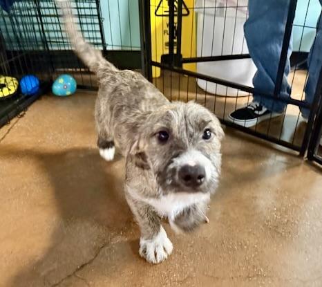 Bella Pepper Snickers, ADOPTABLE, Puppy Female Terrier & Border Terrier.