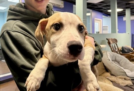 Enlarge Bella Pepper Snickers, a ADOPTABLE mixed breed in Walnut Creek, CA image 5/5