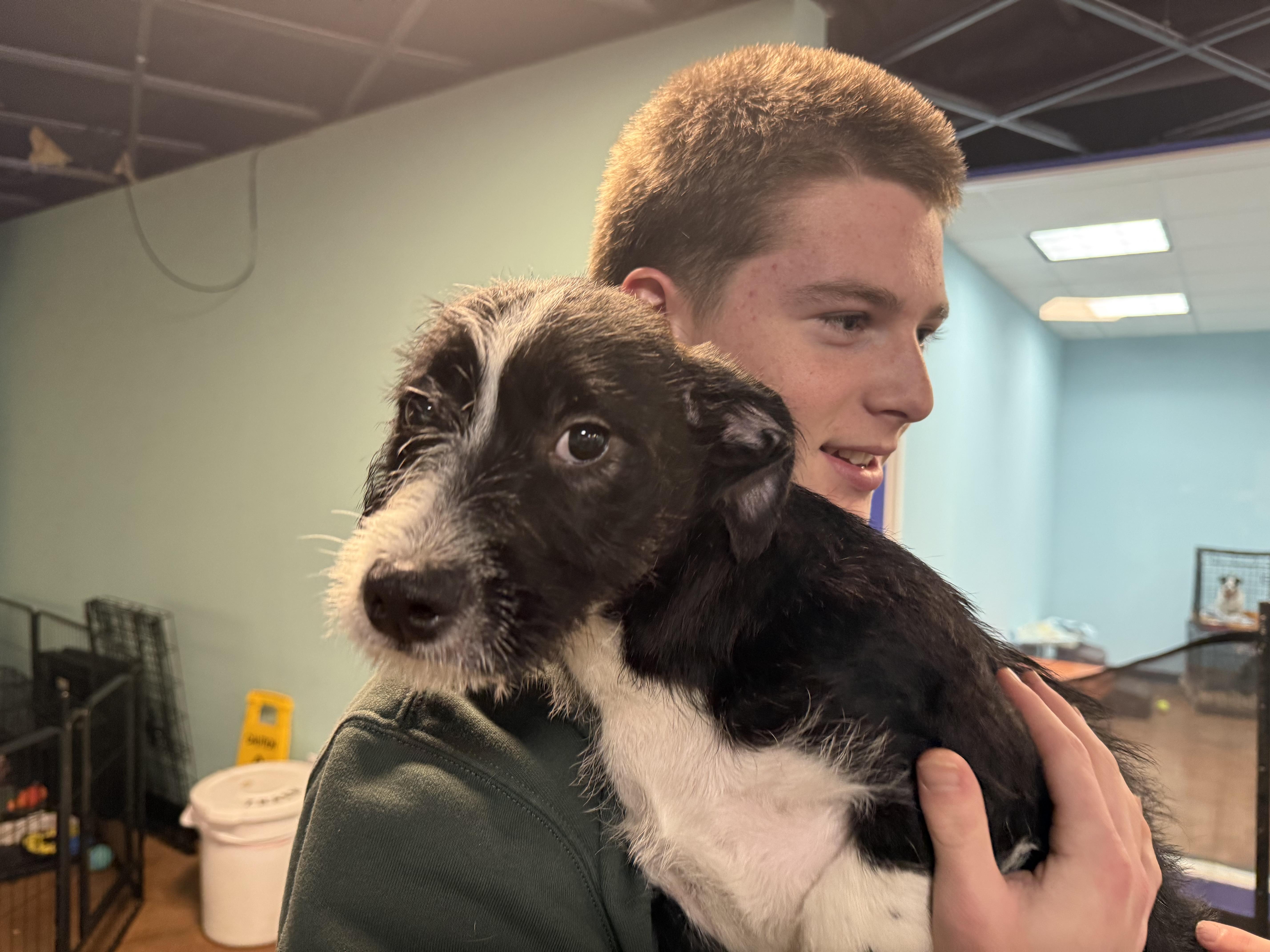 Enlarge Bella Pepper Snickers, a ADOPTABLE mixed breed in Walnut Creek, CA image 4/5