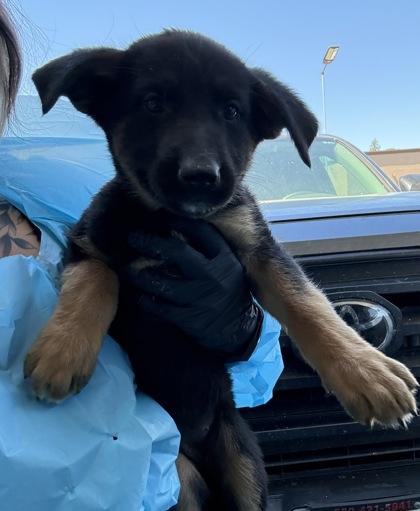 Enlarge Chilli Heeler, a Adoptable mixed breed in Fresno, CA image 1/1