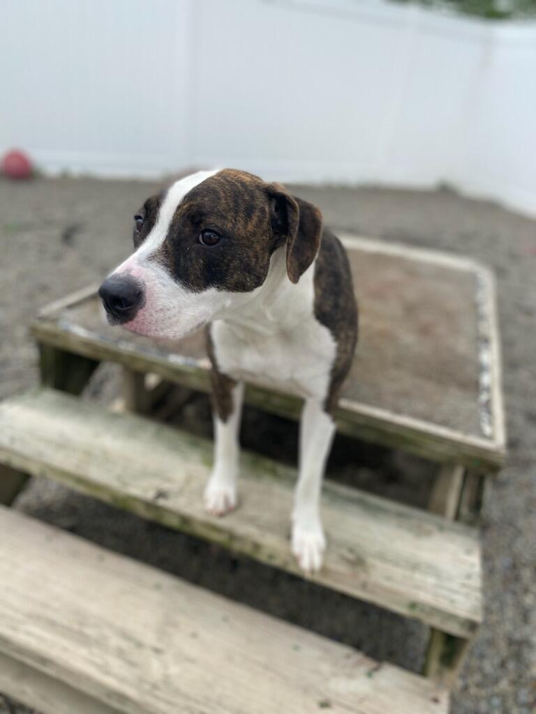 Dog for adoption Princess Ethel, a Mixed Breed in Binghamton, NY Petfinder